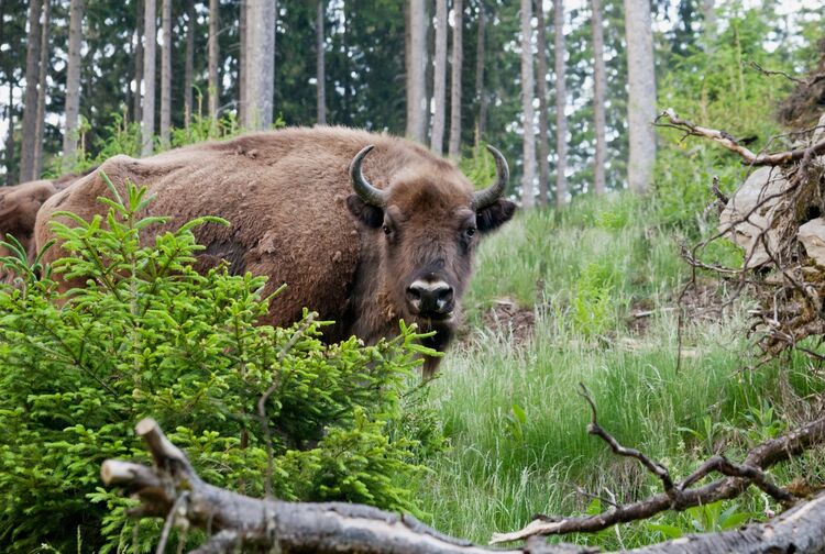 Wisent Wildnis