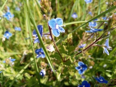 Kräuterwanderung